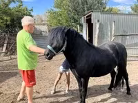 At, Welsh Cob — foto 3