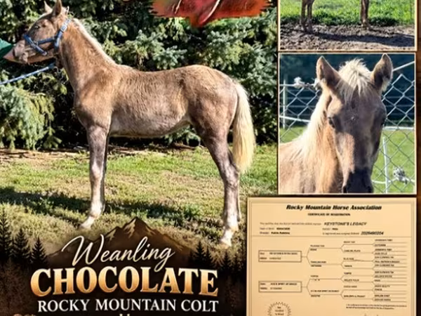 Caballo, Rocky Mountain Horse