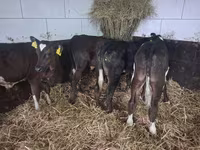 Býk, Russian Black pied cattle — foto 4