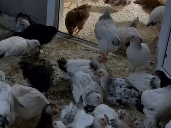 Chickens — Azərbaycan