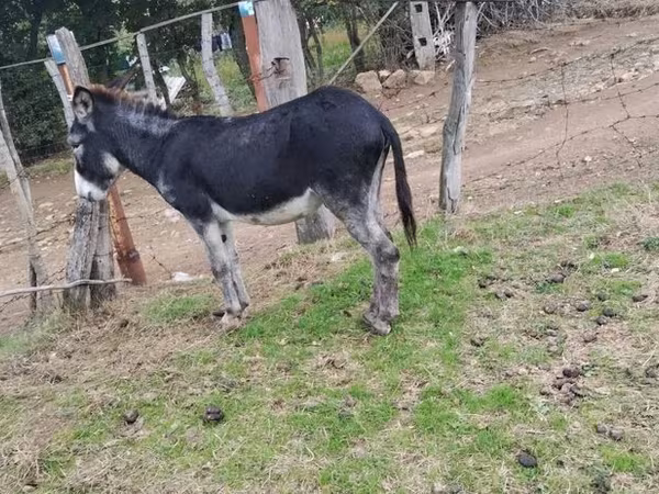 Caballo, Caballos