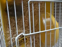 Kiçik heyvan dəsti – cüce hamster və qəfəsi - Növ: cüce hamster (boz — фото 2