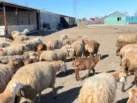 Qoç, Qoyunlar — foto 4