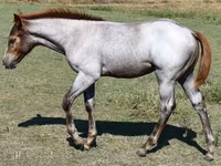 Madyan, Quarter Horse — foto 6