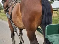 Cavalo, Cavalos — foto 4