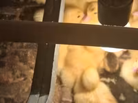 Ducks — foto 2