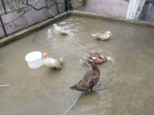Ducks — Azerbaijan