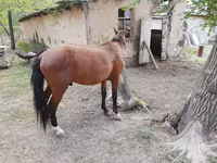 At, Karachay horse — foto 4