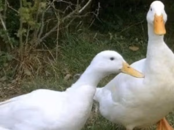 Alman Pekin