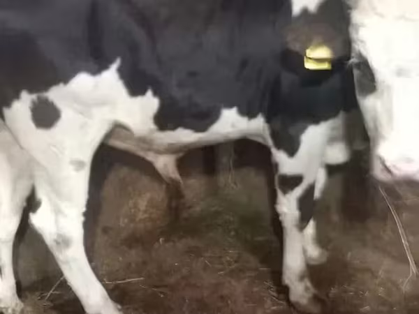 सांड, Russian Black pied cattle