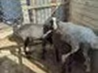 Sheep (batch, sex not specified), Sheep — photo 2