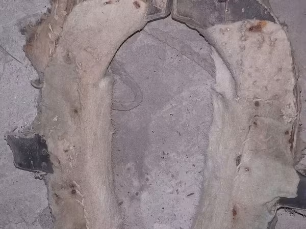 At arabası/yük arabası üçün köhnə tip qoşqu boyunduruğu (xomut) -