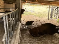 Vaca, Dexter — foto 3