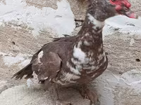 Turkeys — photo 8
