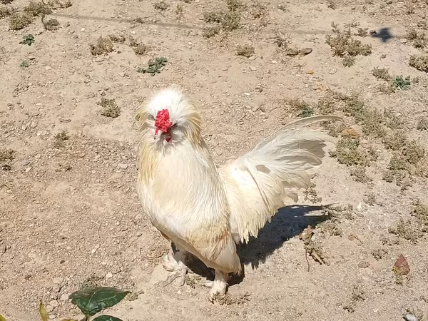 Chickens — Azerbaijan