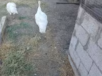 Turkeys — Foto 2