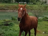 Caballo, Caballos — foto 3