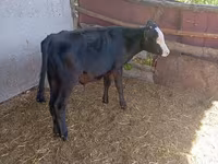 İnək, Russian Black pied cattle — foto 3