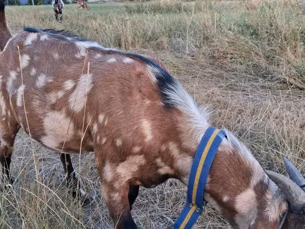 Ziegenbock, Nubian Goat