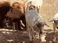 Kozel, Alpine goat — foto 4