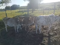 Buğa, Zebu — foto 2