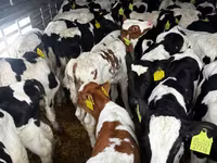 Toro, Simmental cattle — foto 4