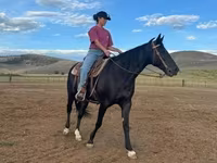 Madyan, National Show Horse — foto 2
