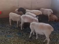 Widder, Dorper sheep — Foto 1