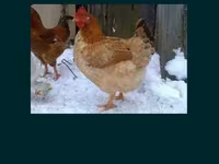 Chickens — الصورة 2
