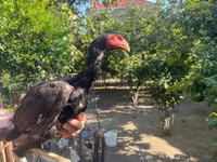 Chickens — photo 7