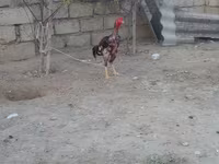 Chickens — Foto 6