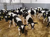 Vaca, Russian Black pied cattle — foto 8