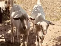 Kozel, Alpine goat — foto 2