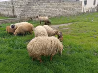 Oveja, Ovejas — foto 4