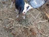 Коза, LaMancha goats — фото 5