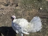 Turkeys — foto 2