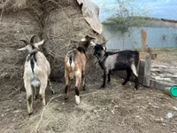 Taka, Alpine goat — 1-rasm