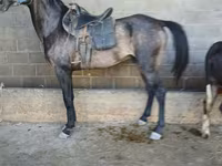 Koń, Arabian horse — zdjęcie 1