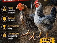 Chickens — photo 1