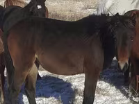 Cavalos (lote, sexo não especificado), Horse breed — foto 3