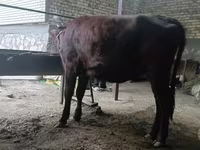 Vaca, Raça Calmuque — foto 5