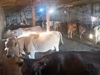 गाय, मवेशी — फ़ोटो 2