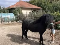 At, Welsh Cob — foto 4