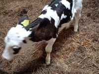 Cow, Russian Black pied cattle — photo 4