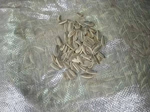 Хар самар