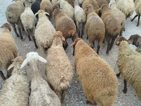 Sheep, Sheep — Azerbaijan