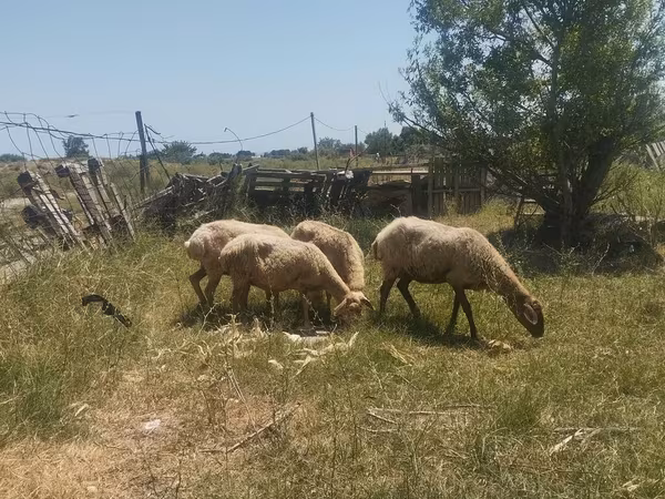Sheep (batch, sex not specified), Sheep — Azerbaijan