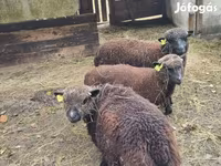 Owca, Southdown sheep — zdjęcie 4