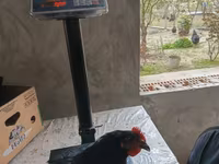 Australorp — foto 8