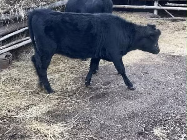 Touro, Aberdeen-Angus